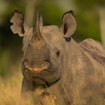 Protecting Rhinos
