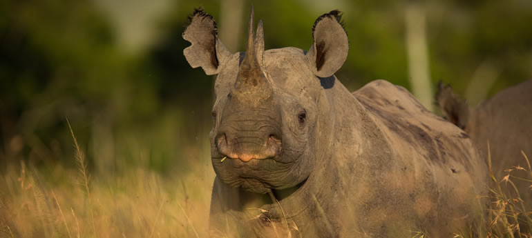 Protecting Rhinos